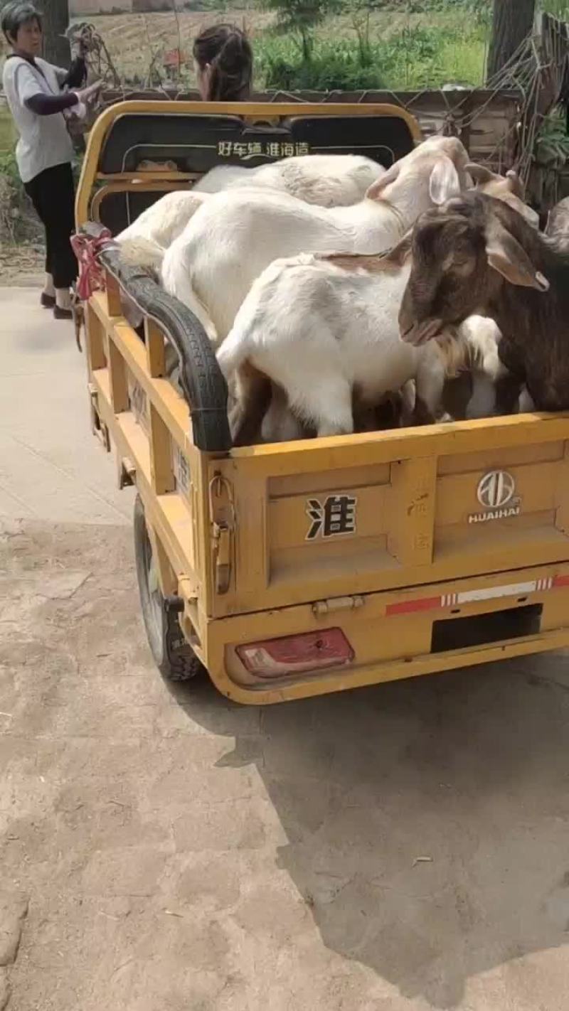 波杂育肥公母羔