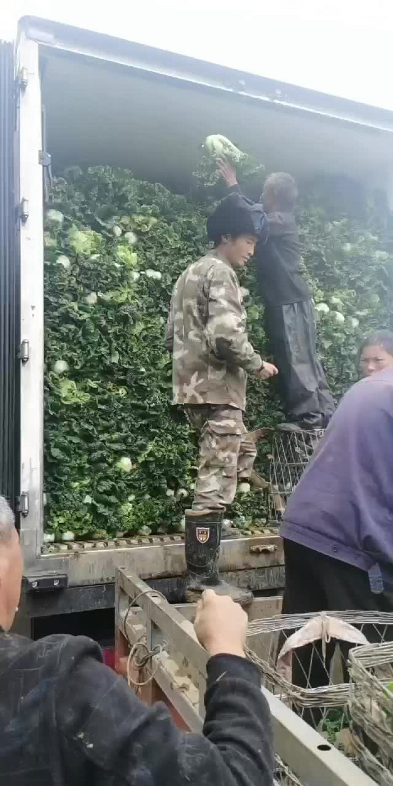 麻叶菜有货