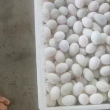 正宗微山湖散养鲜鸭蛋