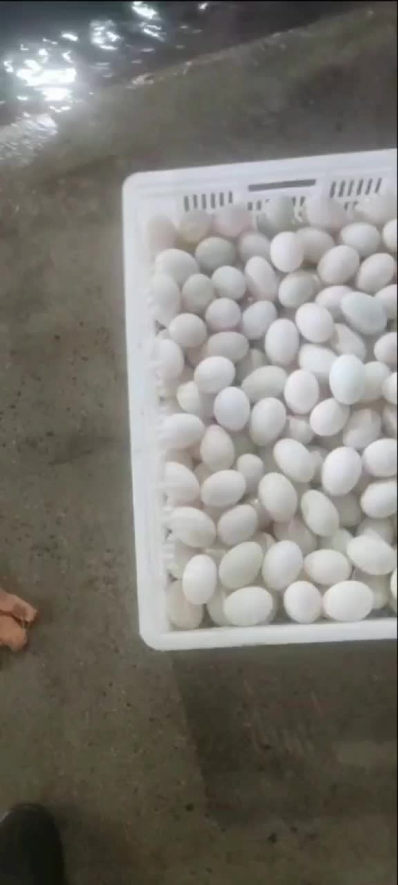 正宗微山湖散养鲜鸭蛋