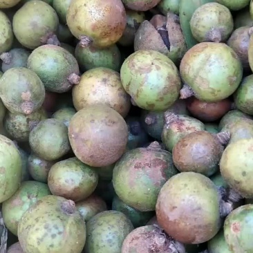 野生小油茶