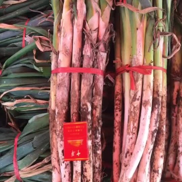 章丘大葱长白大葱