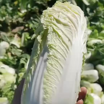 娃娃菜