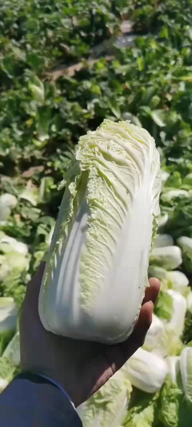 娃娃菜