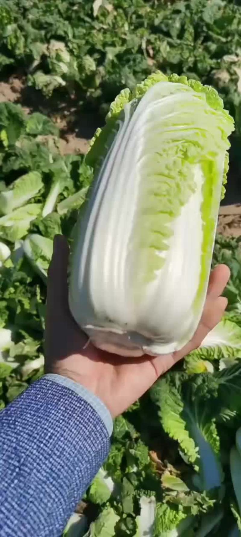 娃娃菜