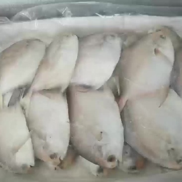 白鲳鱼