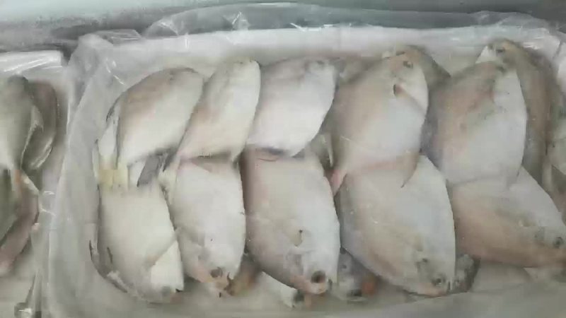 白鲳鱼
