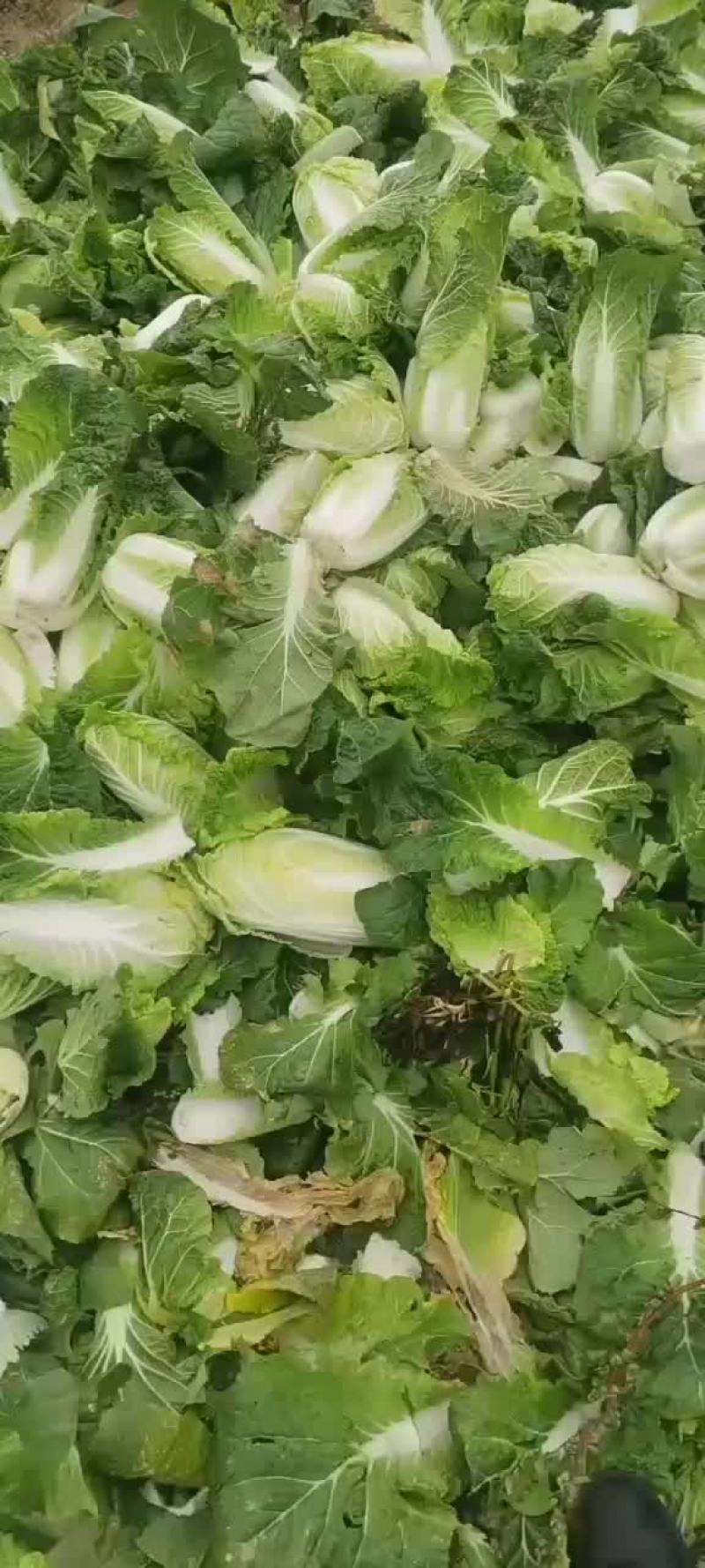 娃娃菜