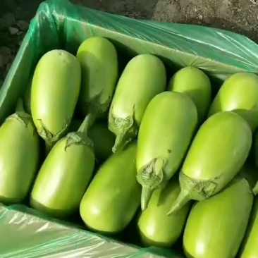 精品青茄