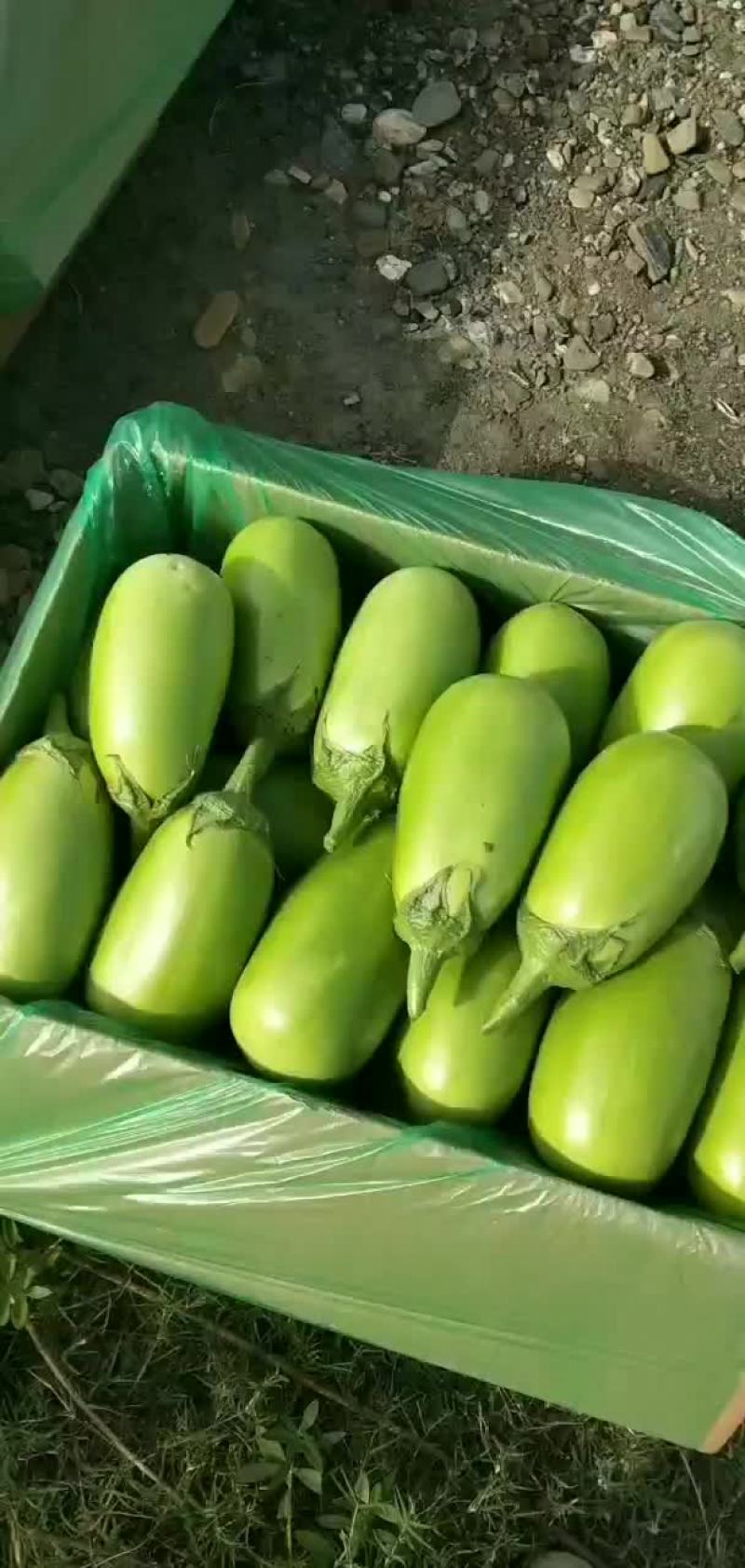 精品青茄