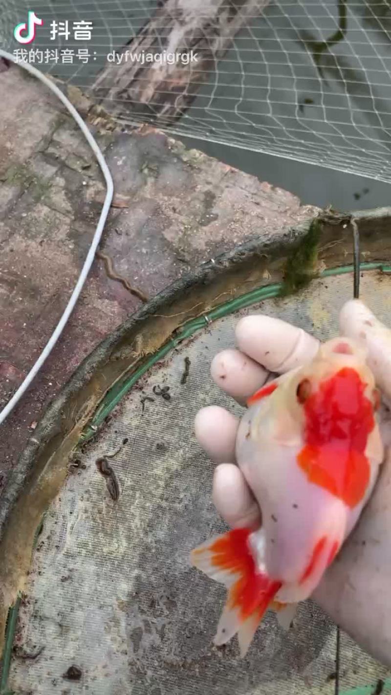 大规格、泰狮