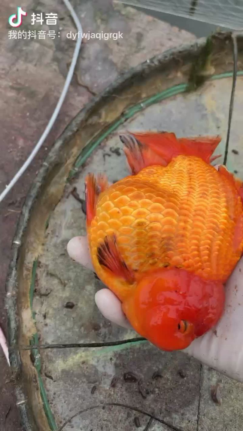 大规格、泰狮
