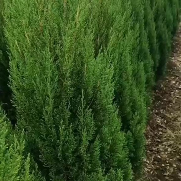 塔柏
