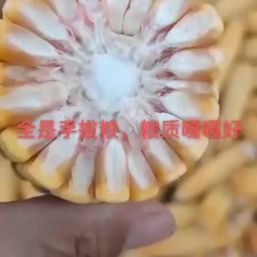 经销大量玉米