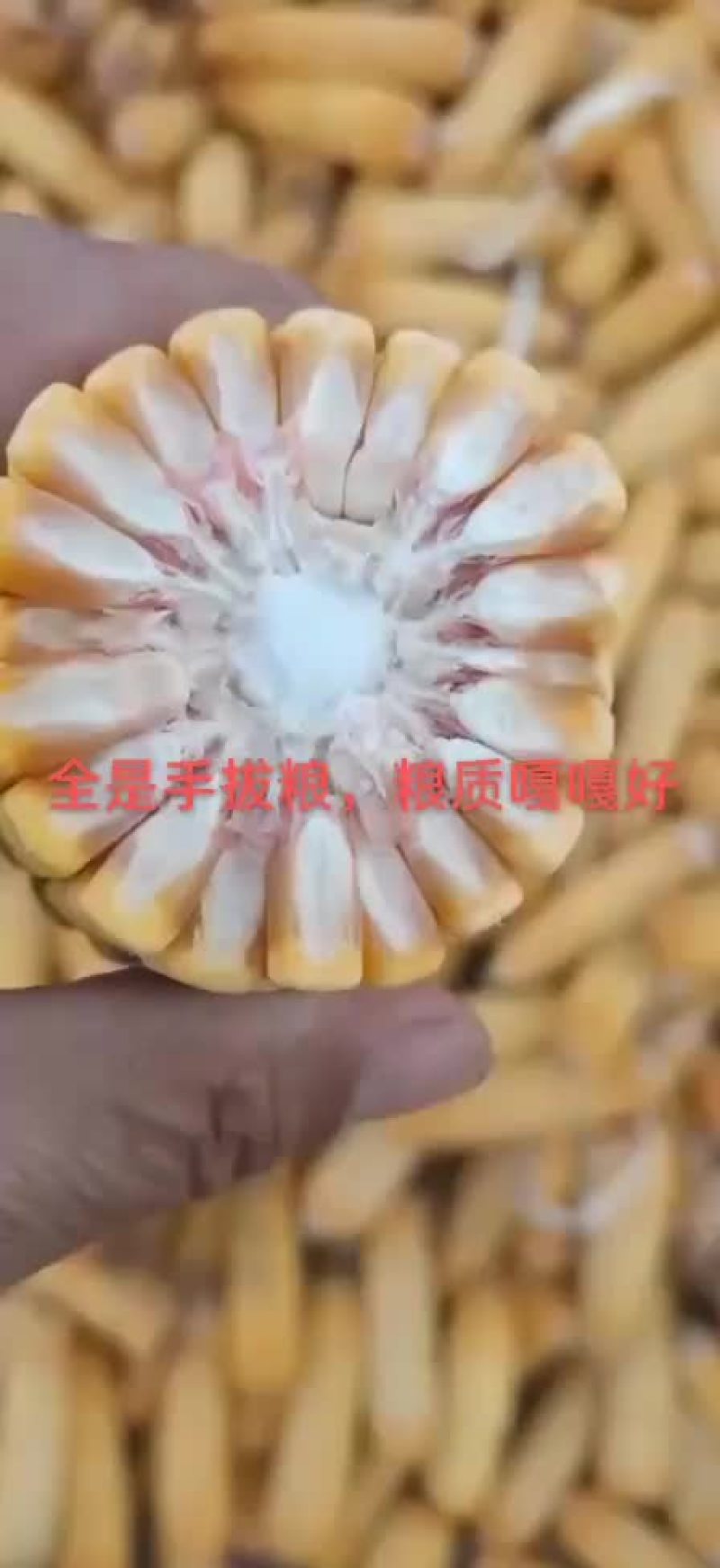经销大量玉米