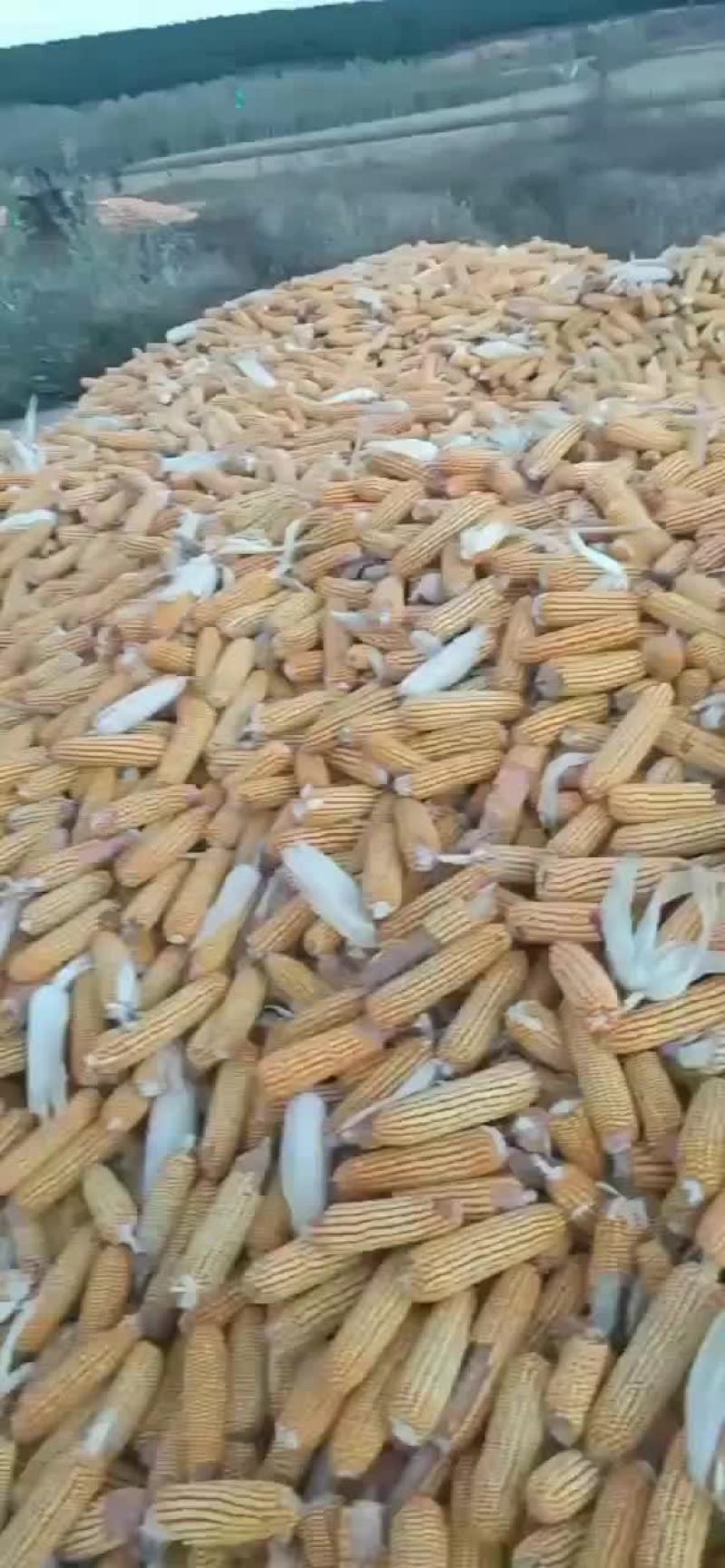 经销大量玉米
