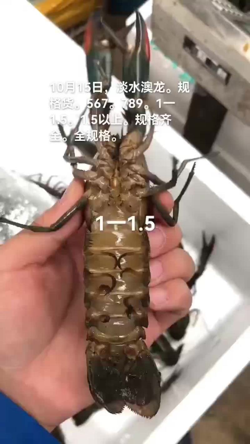 淡水澳龙