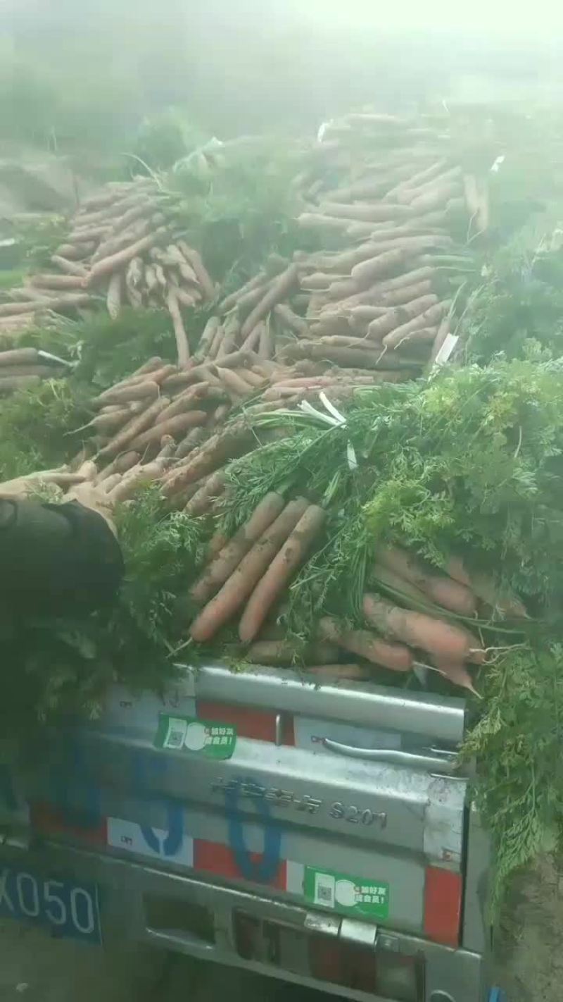 红萝卜上市中要的老板速度速度带叶子的，，