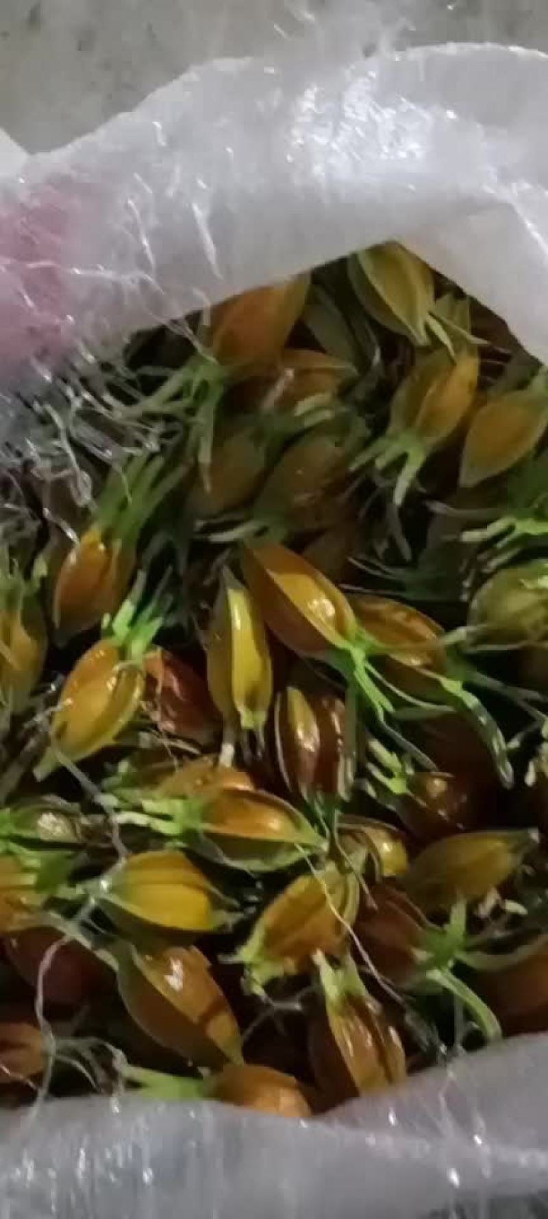 栀子