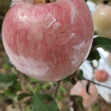 苹果