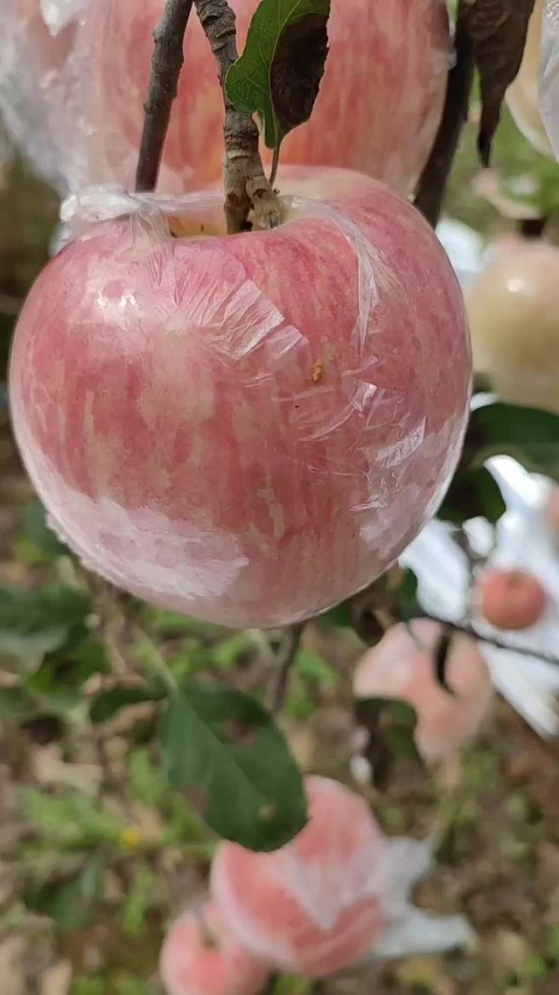 苹果