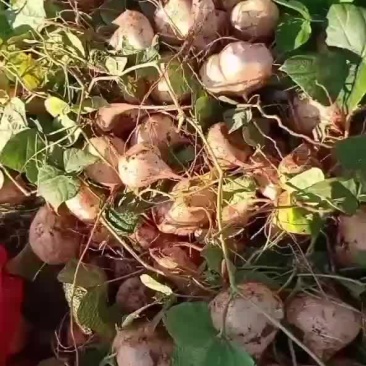 正宗茅坡红泥豆薯（土瓜），皮薄好剥，口感甜嫩多汁