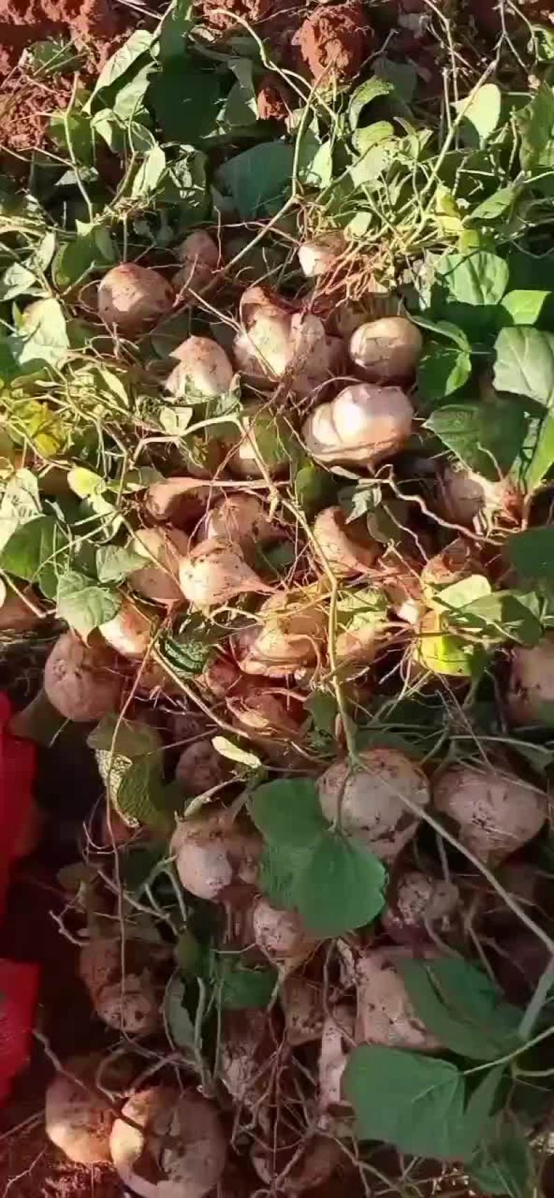 正宗茅坡红泥豆薯（土瓜），皮薄好剥，口感甜嫩多汁