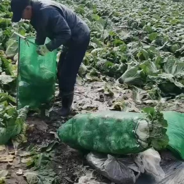 娃娃菜