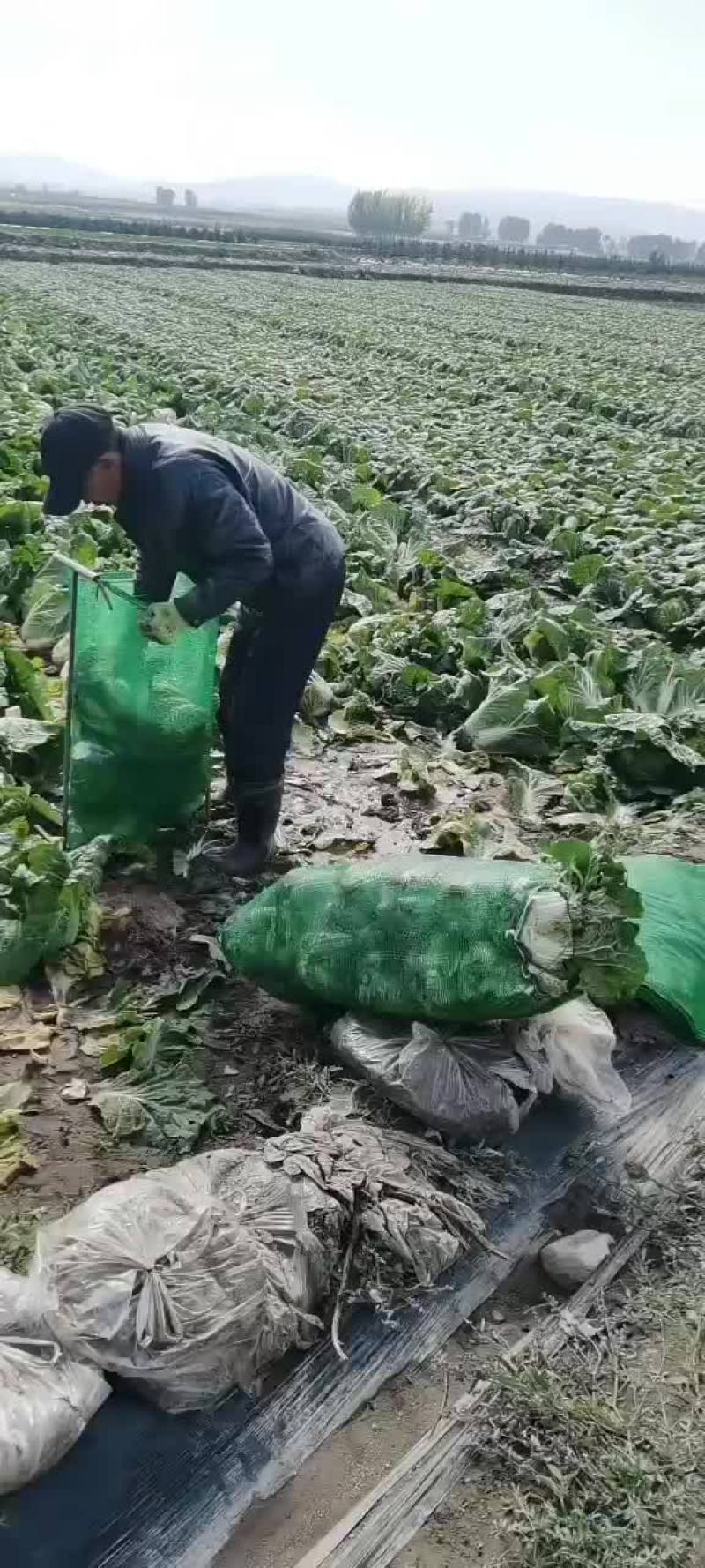 娃娃菜