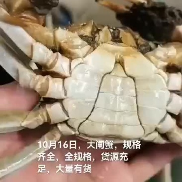 大闸蟹