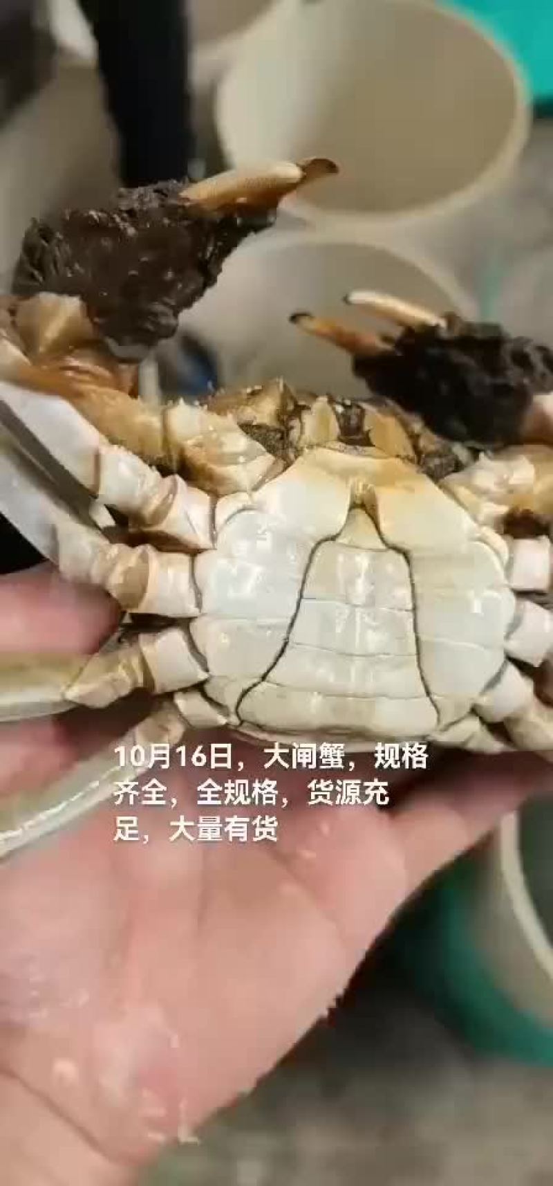 大闸蟹