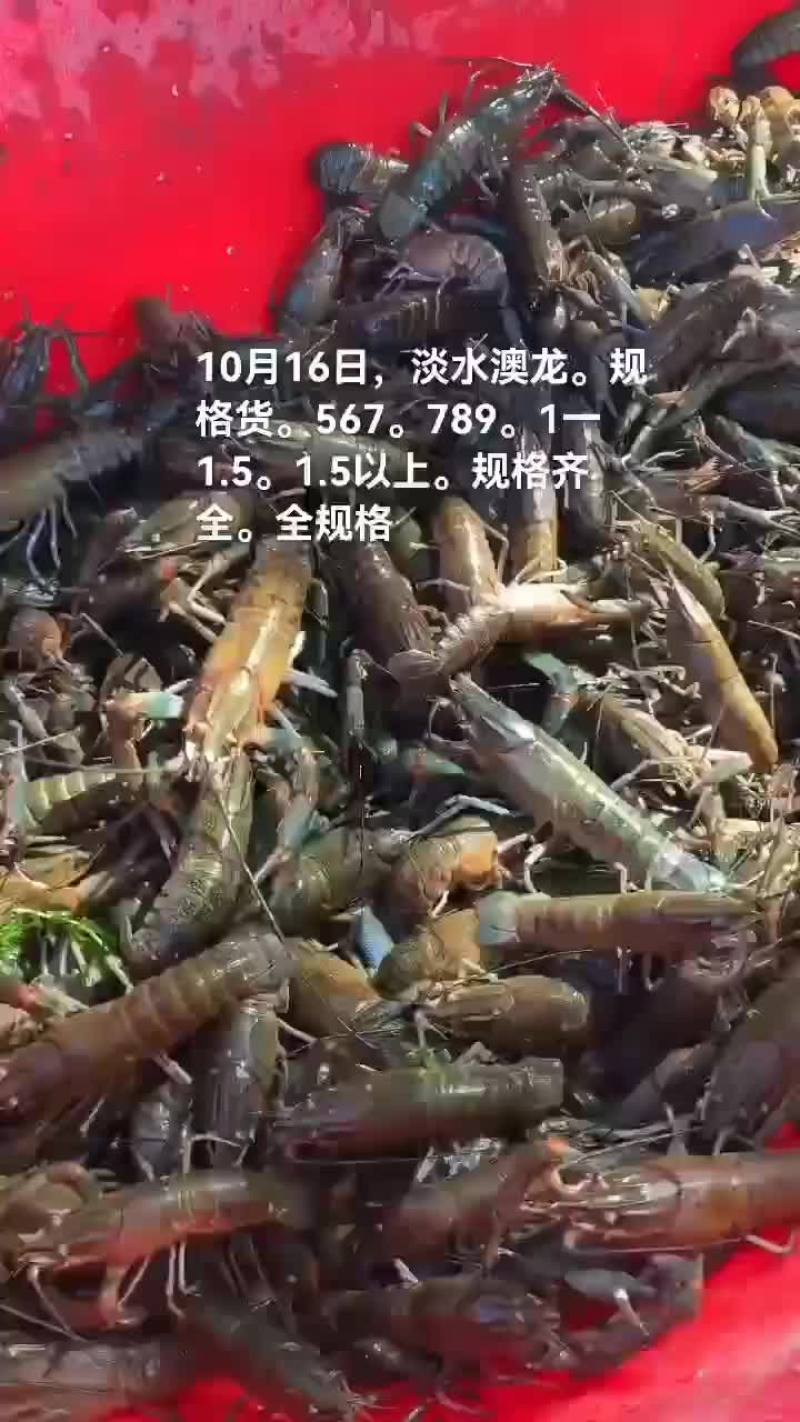 淡水澳龙