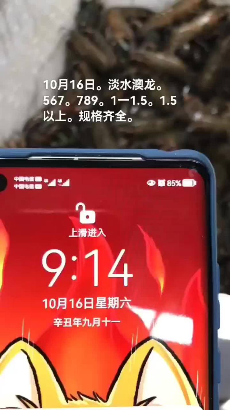 淡水澳龙
