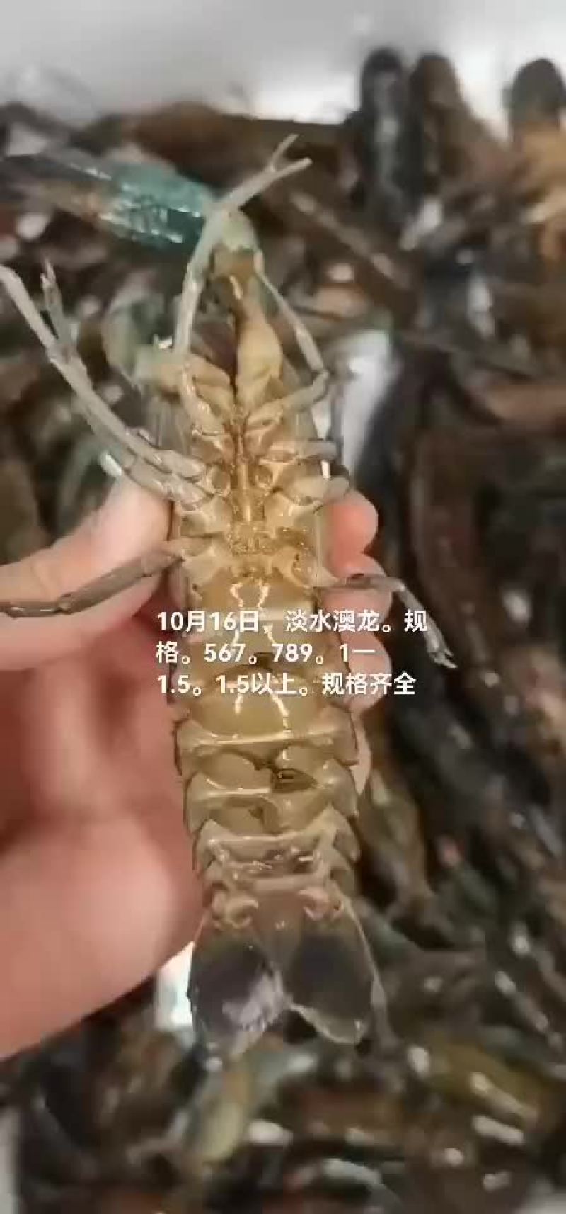 淡水澳龙