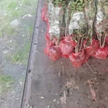 红果北美冬青发往上海