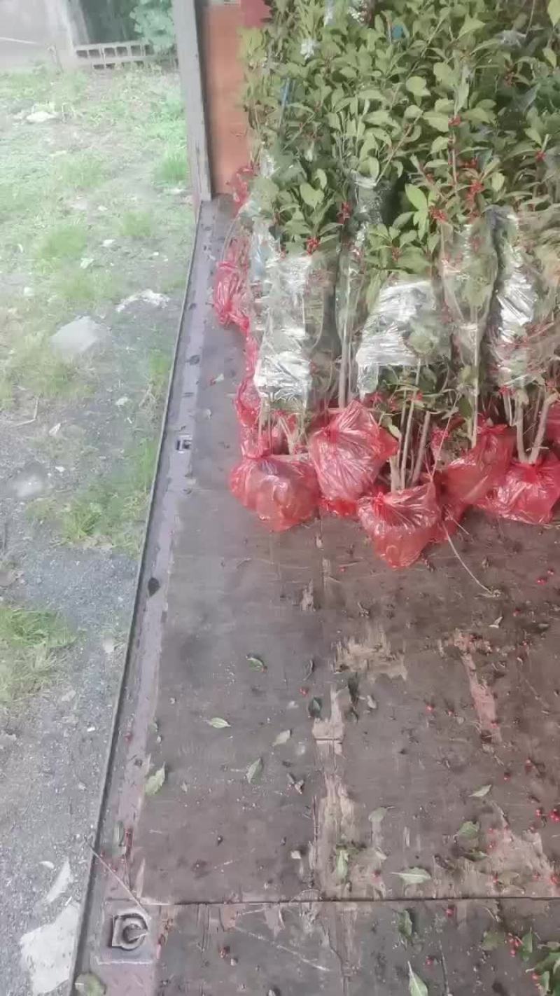 红果北美冬青发往上海