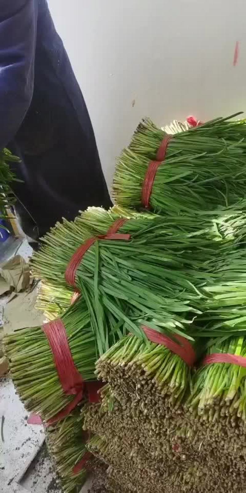 头刀韭菜已上市，欢迎砸单，有合作意向的联系