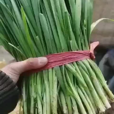 头刀韭菜已上市，欢迎砸单，有合作意向的联系