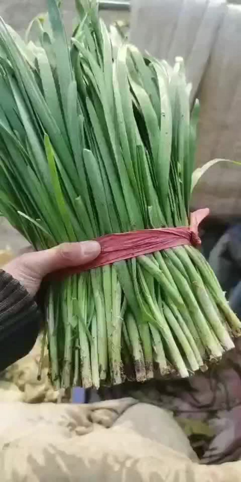 头刀韭菜已上市，欢迎砸单，有合作意向的联系