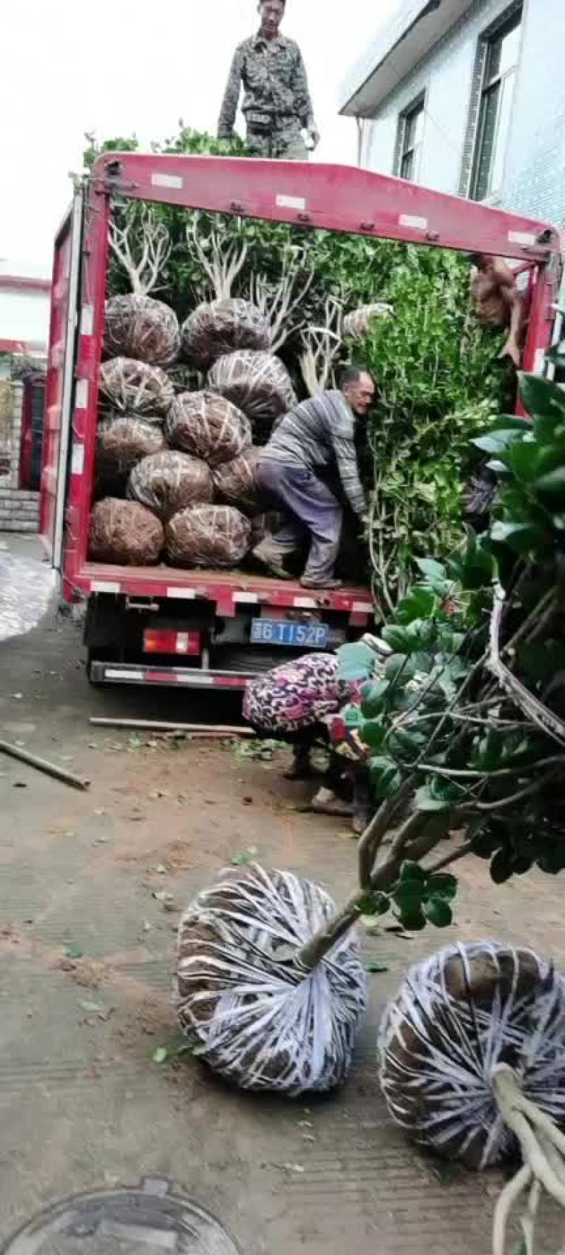 茶花