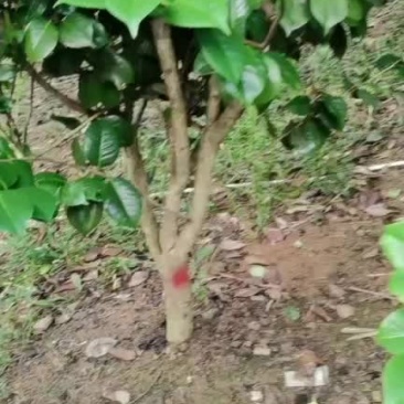茶花