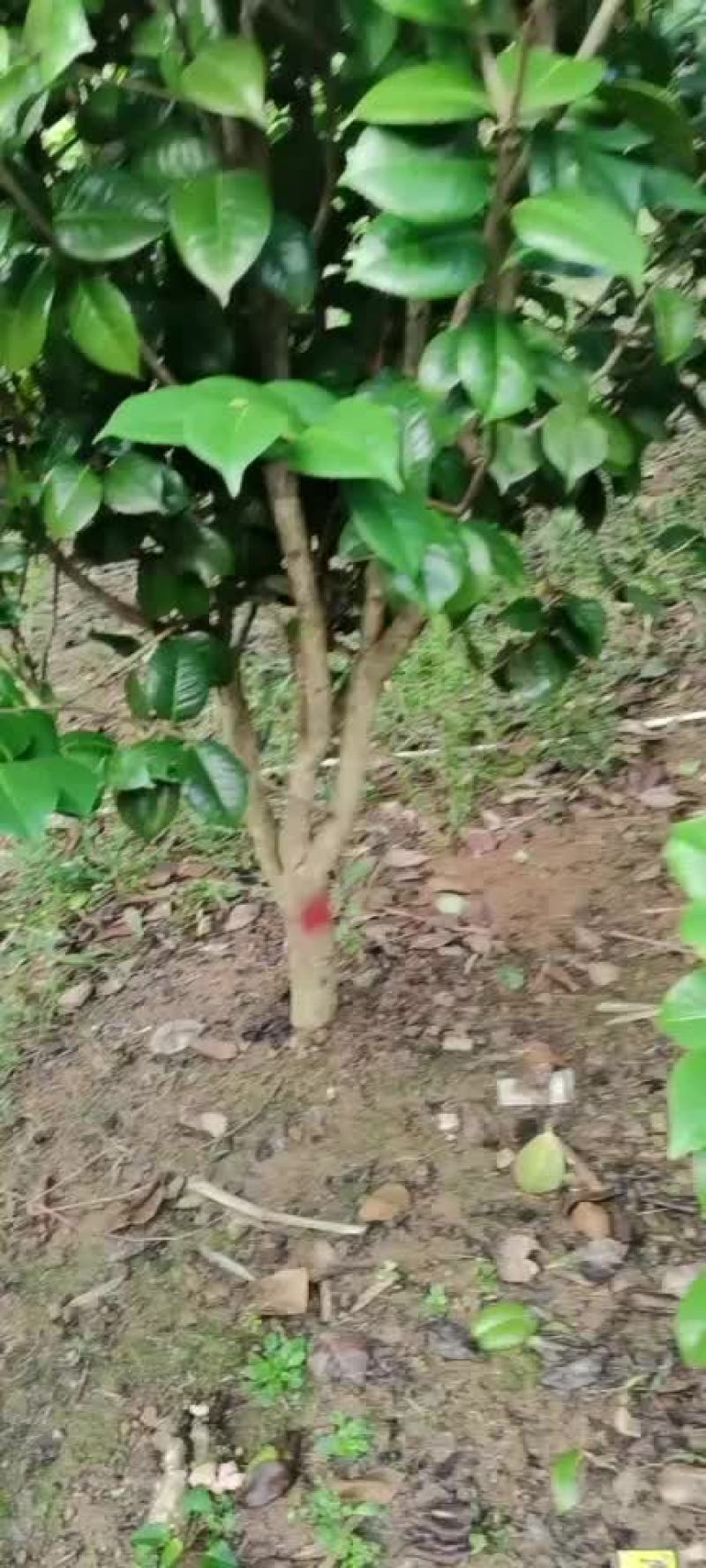 茶花