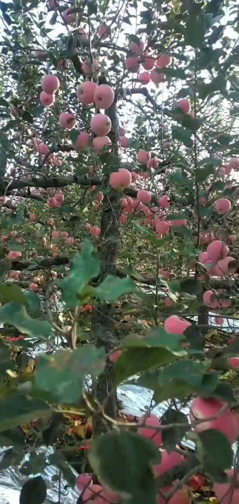 浆水苹果