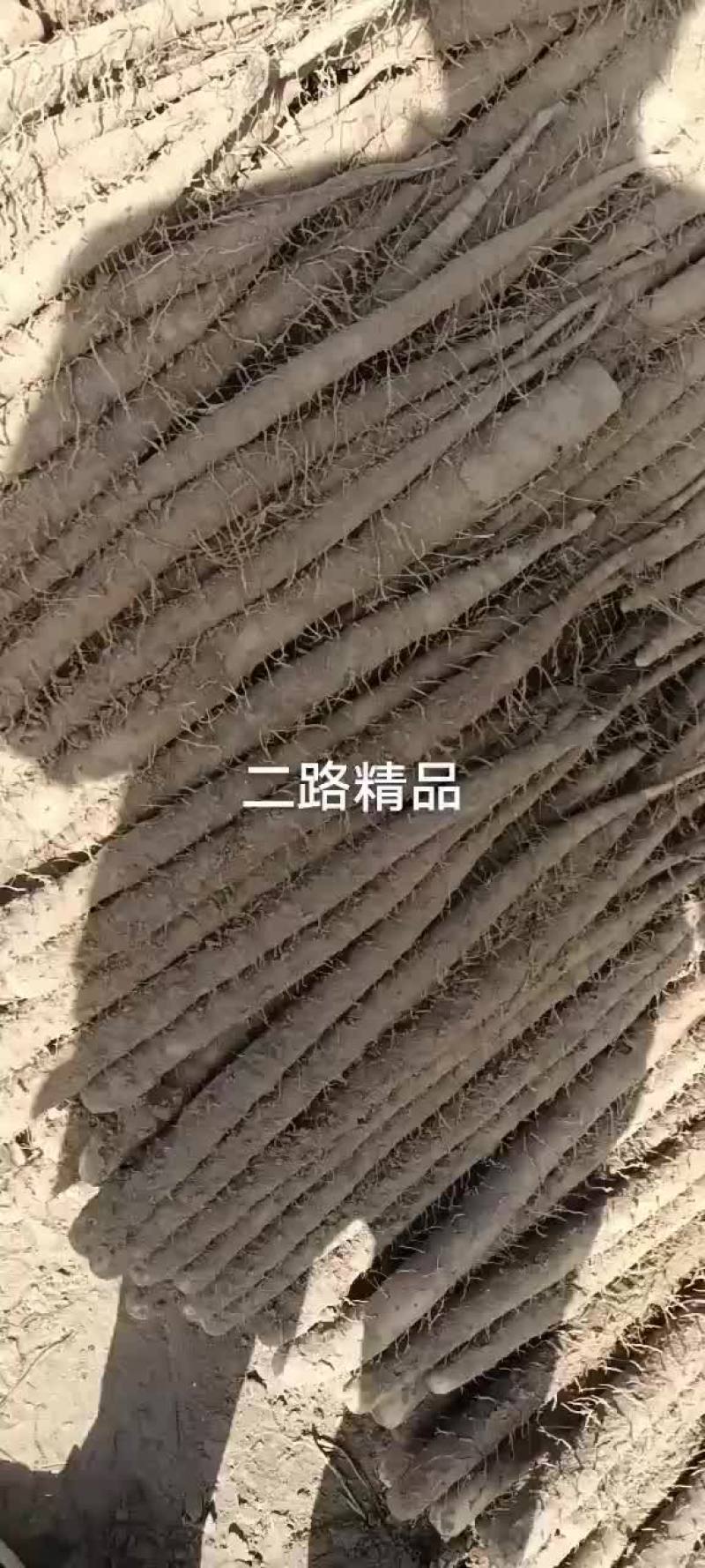 内黄棒山药