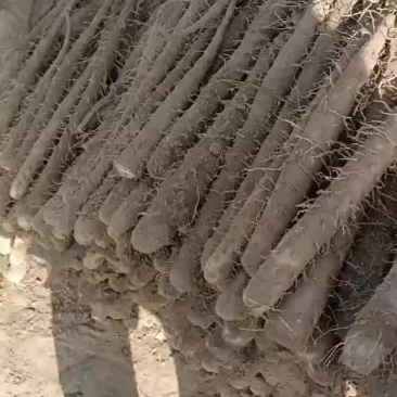 内黄棒山药
