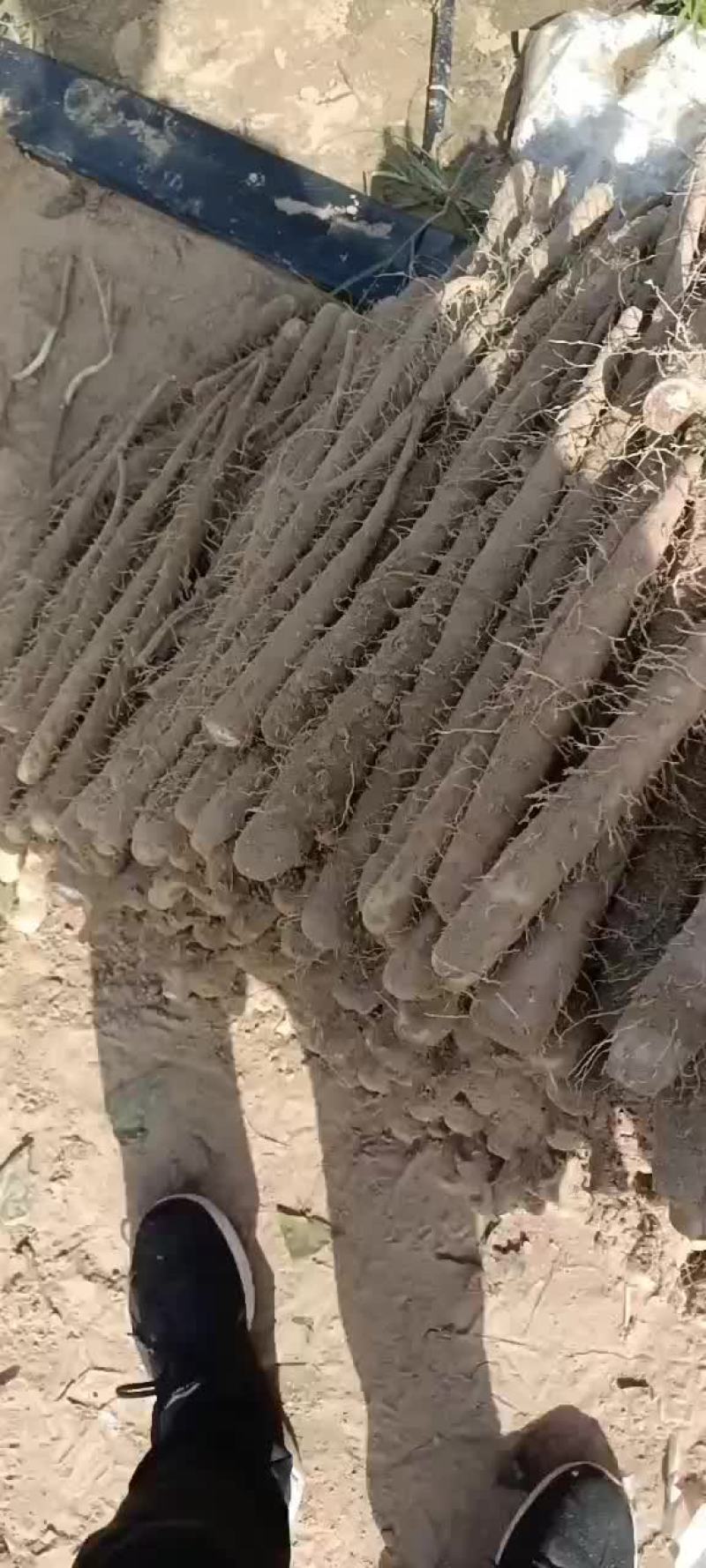 内黄棒山药