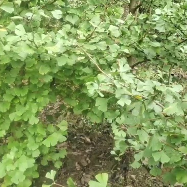 银杏