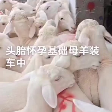 头胎怀孕基础母羊小尾寒羊