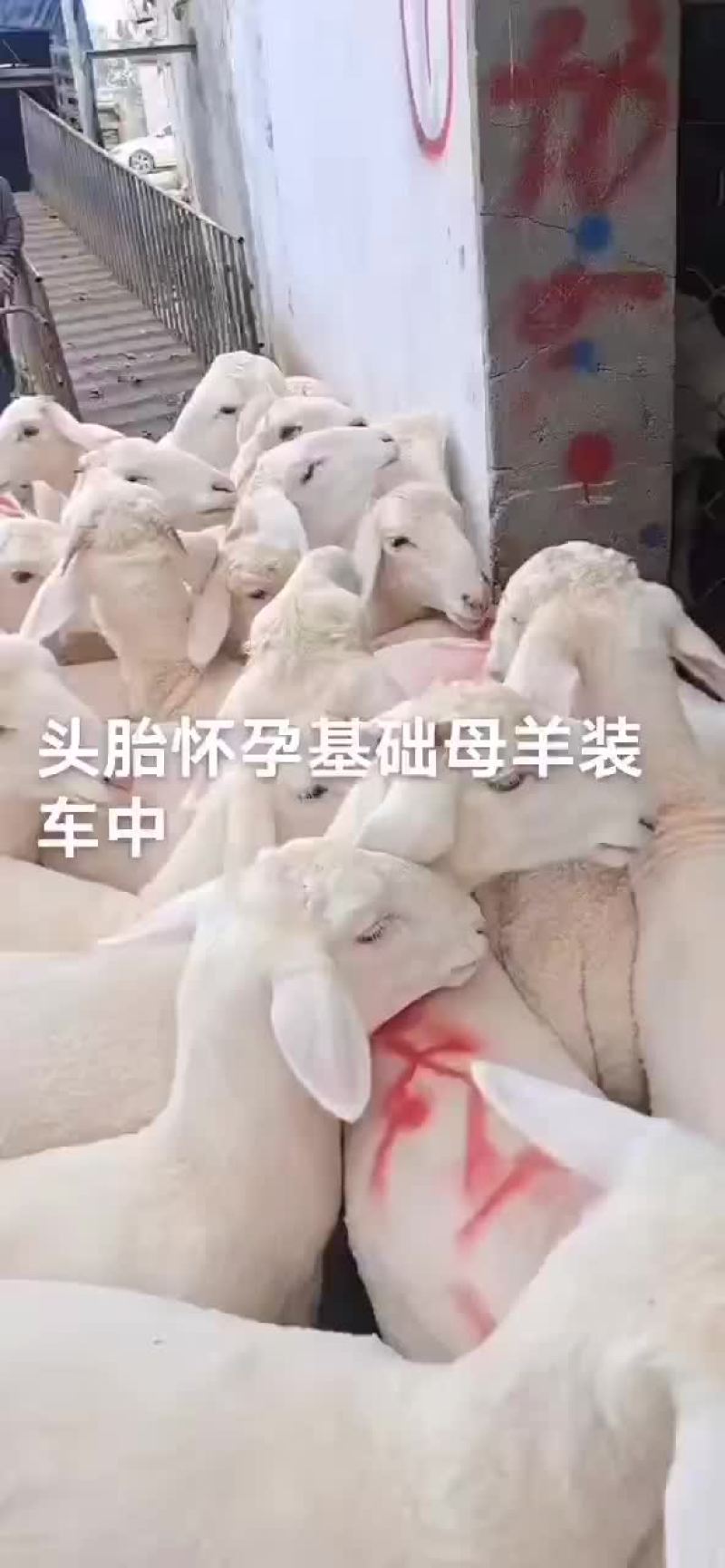 头胎怀孕基础母羊小尾寒羊