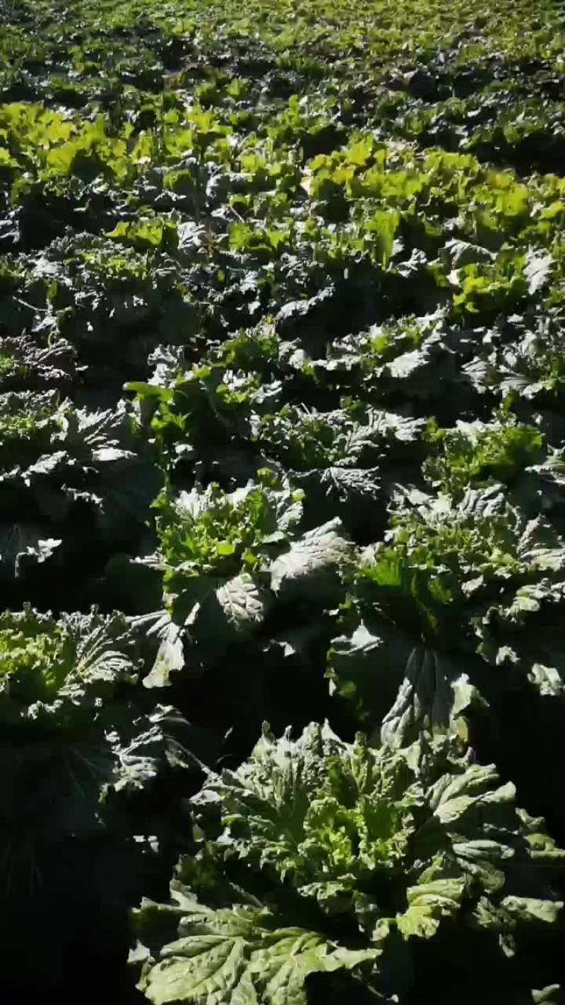 白菜油白菜青麻叶